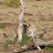Møte med en Leopard - Safari i Kenya