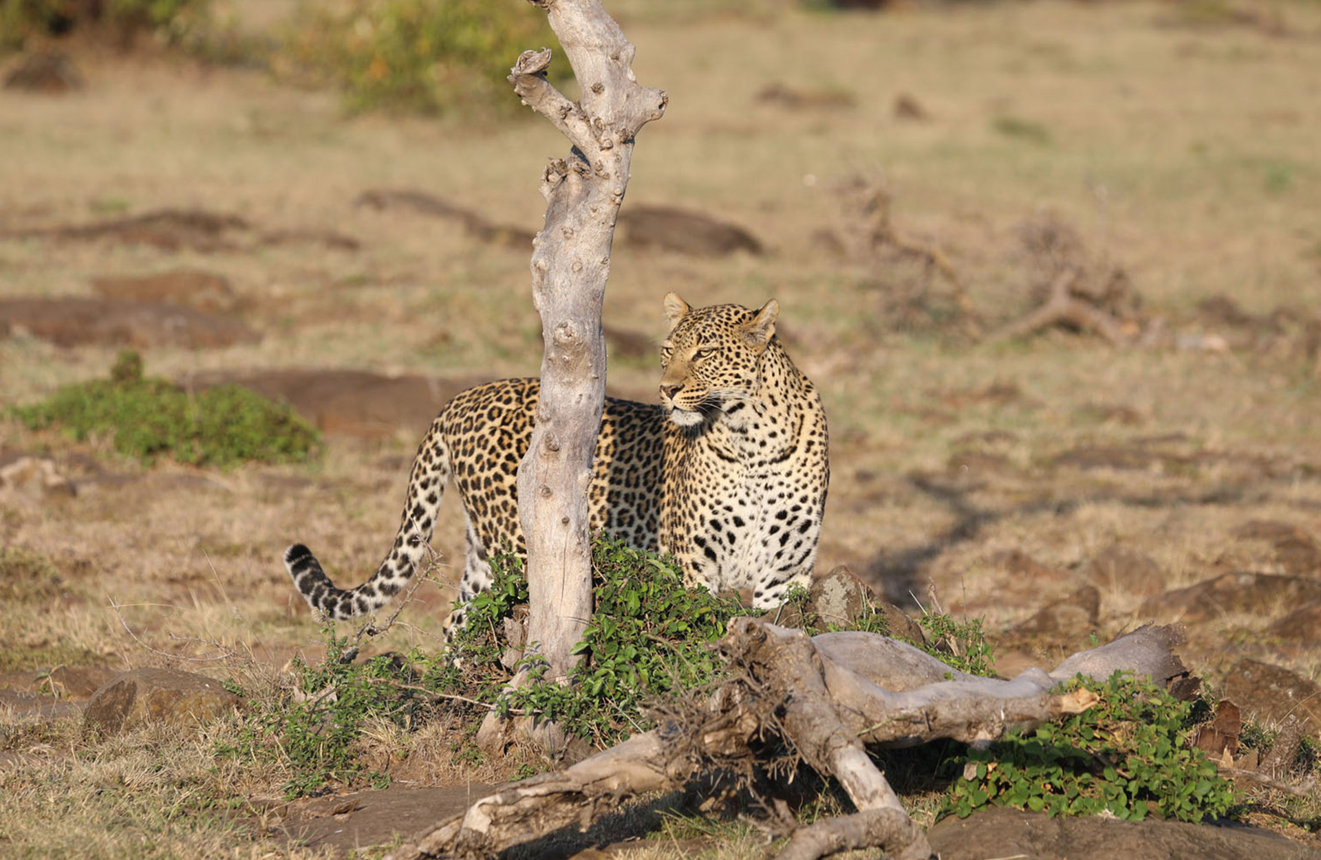 Møte med en Leopard - Safari i Kenya