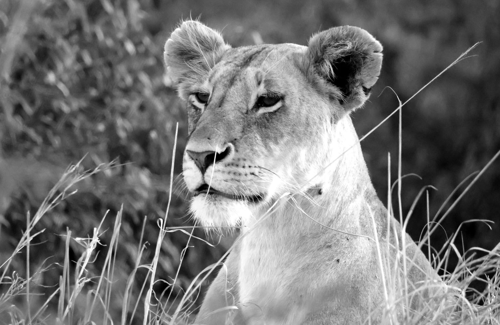 En løvinne har oppdaget noe...