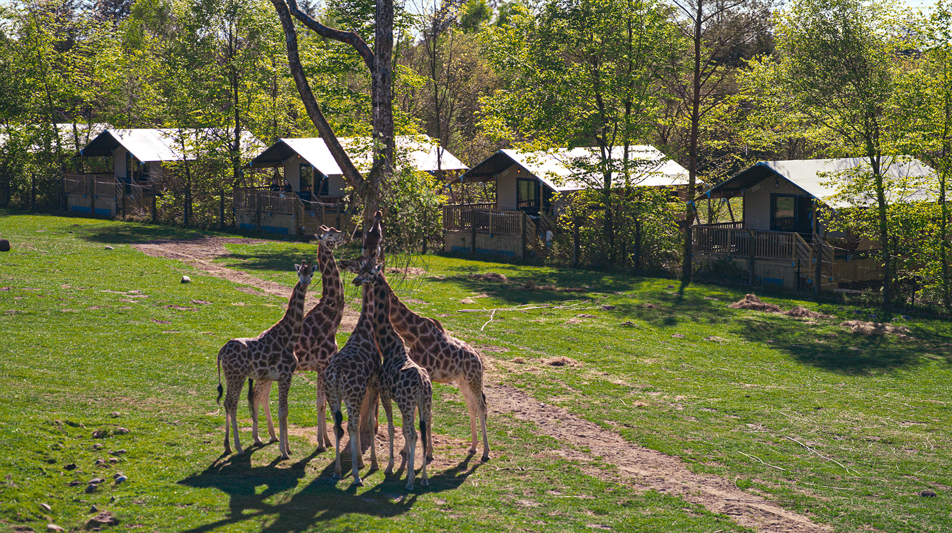 Givskud Zoo - Safari Camp - Giraffer