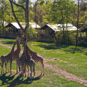 Givskud Zoo - Safari Camp - Giraffer