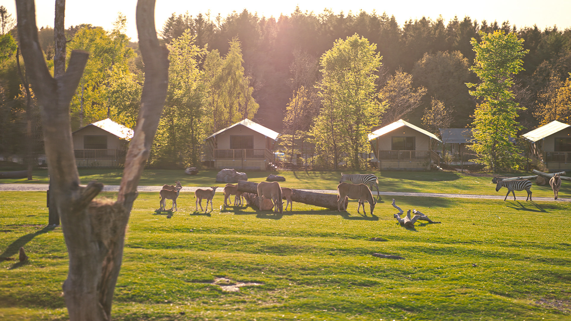 Savanne - Givskud Zoo